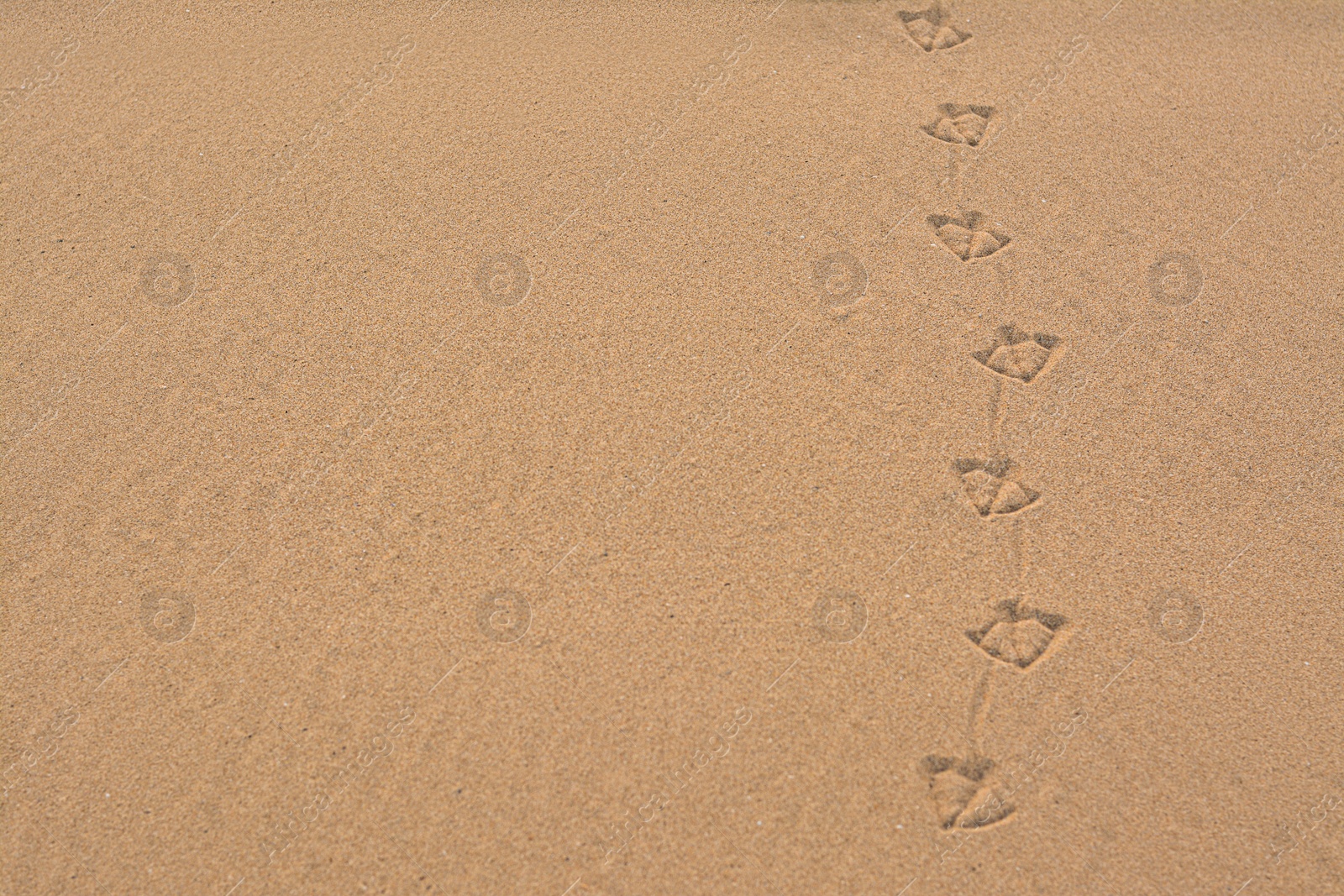 Photo of Bird tracks on beach sand. Space for text