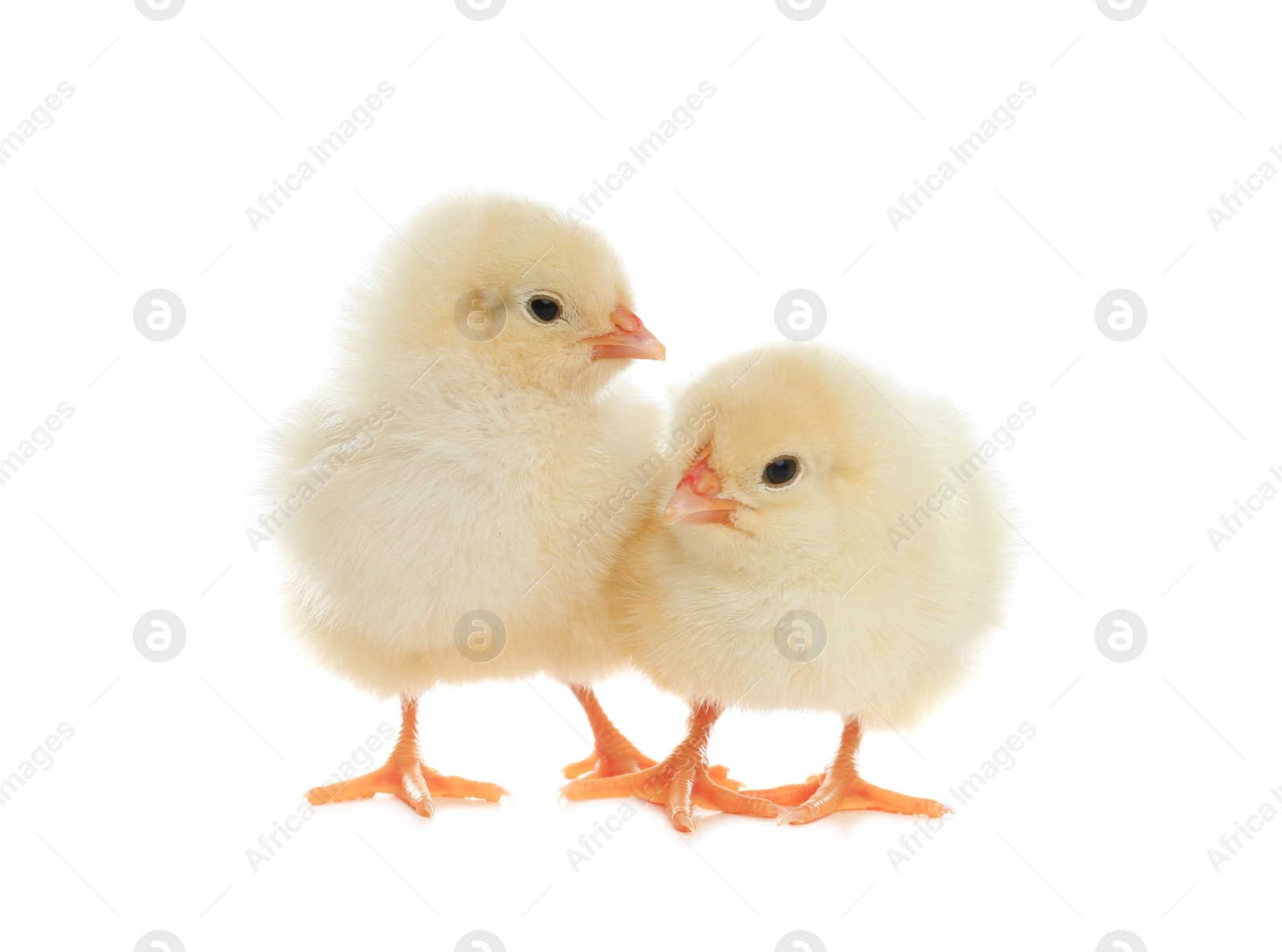 Photo of Cute fluffy baby chickens on white background