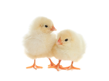 Cute fluffy baby chickens on white background
