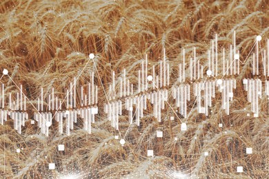 Image of Grain prices. Wheat field and graph, double exposure