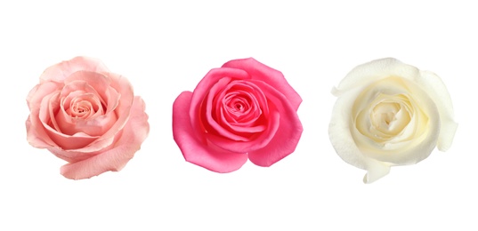 Image of Set of different roses on white background. Banner design 