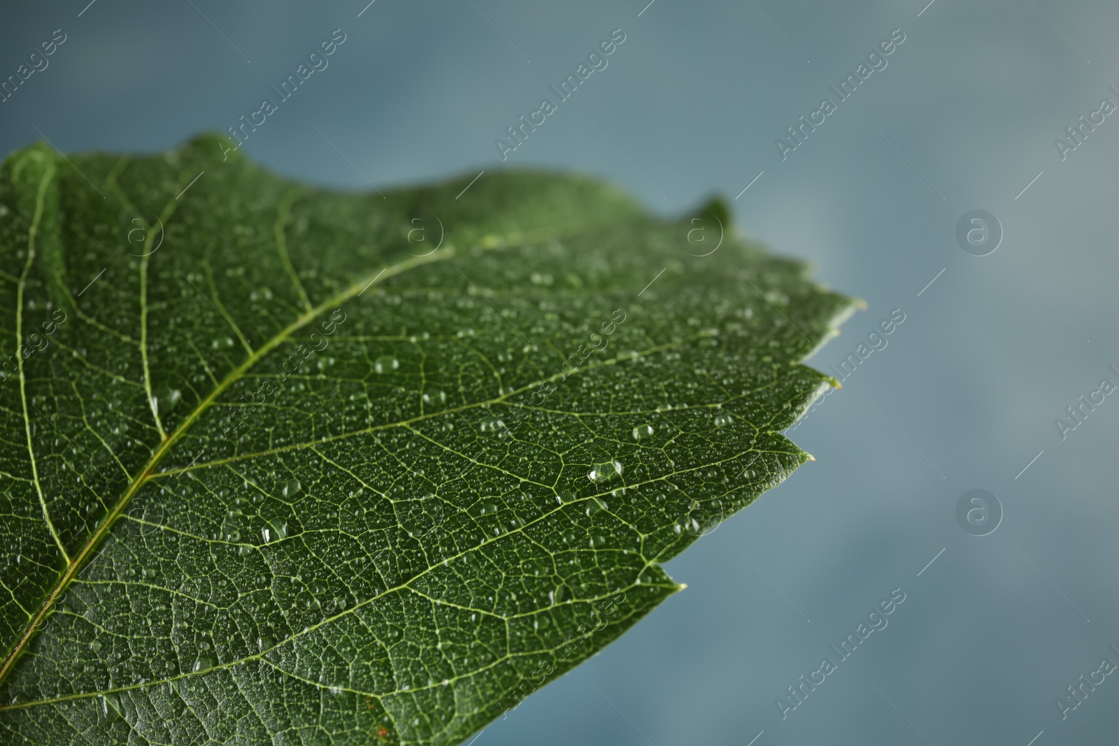 Photo of Beautiful green leaf with water drops, closeup