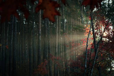 Photo of Majestic view of forest with sunbeams shining through yellowed trees. Autumn season