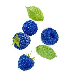 Many fresh blue raspberries and green leaves falling on white background