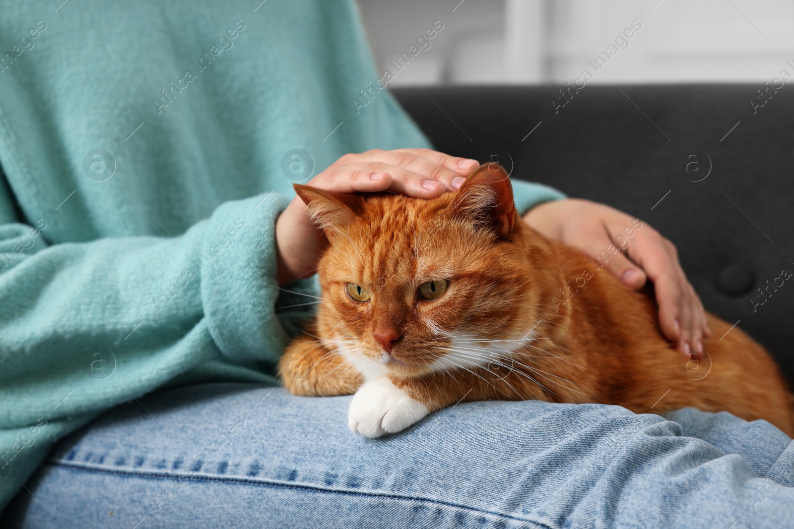 Photo of Woman petting cute cat at home, closeup