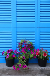 Photo of Beautiful petunia flowers in pots near blue folding screen