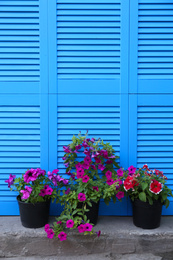 Beautiful petunia flowers in pots near blue folding screen