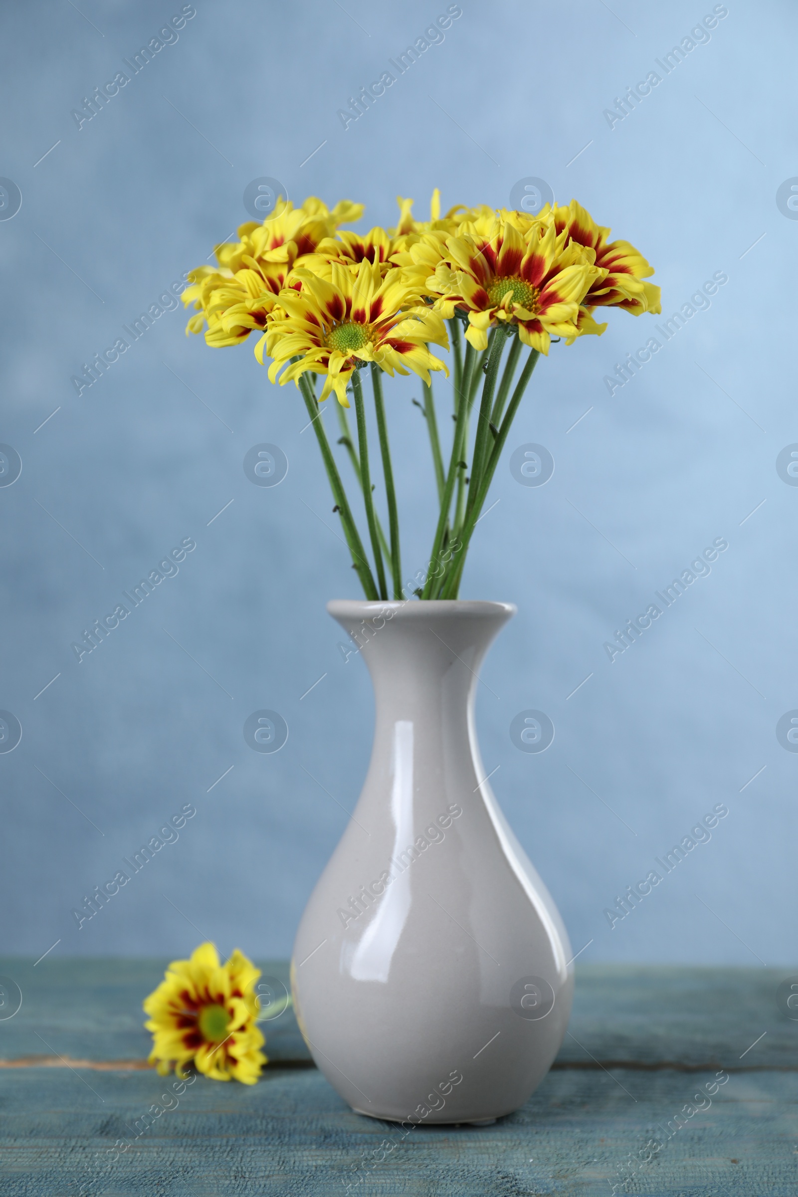 Photo of Vase with beautiful chrysanthemum flowers on blue wooden table