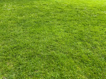 Beautiful lawn with green grass outdoors on sunny day