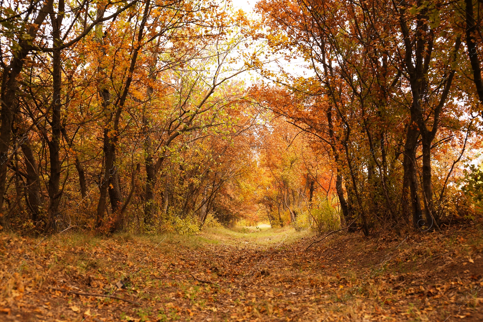 Photo of Beautiful view of park with trees on autumn day