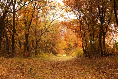 Photo of Beautiful view of park with trees on autumn day