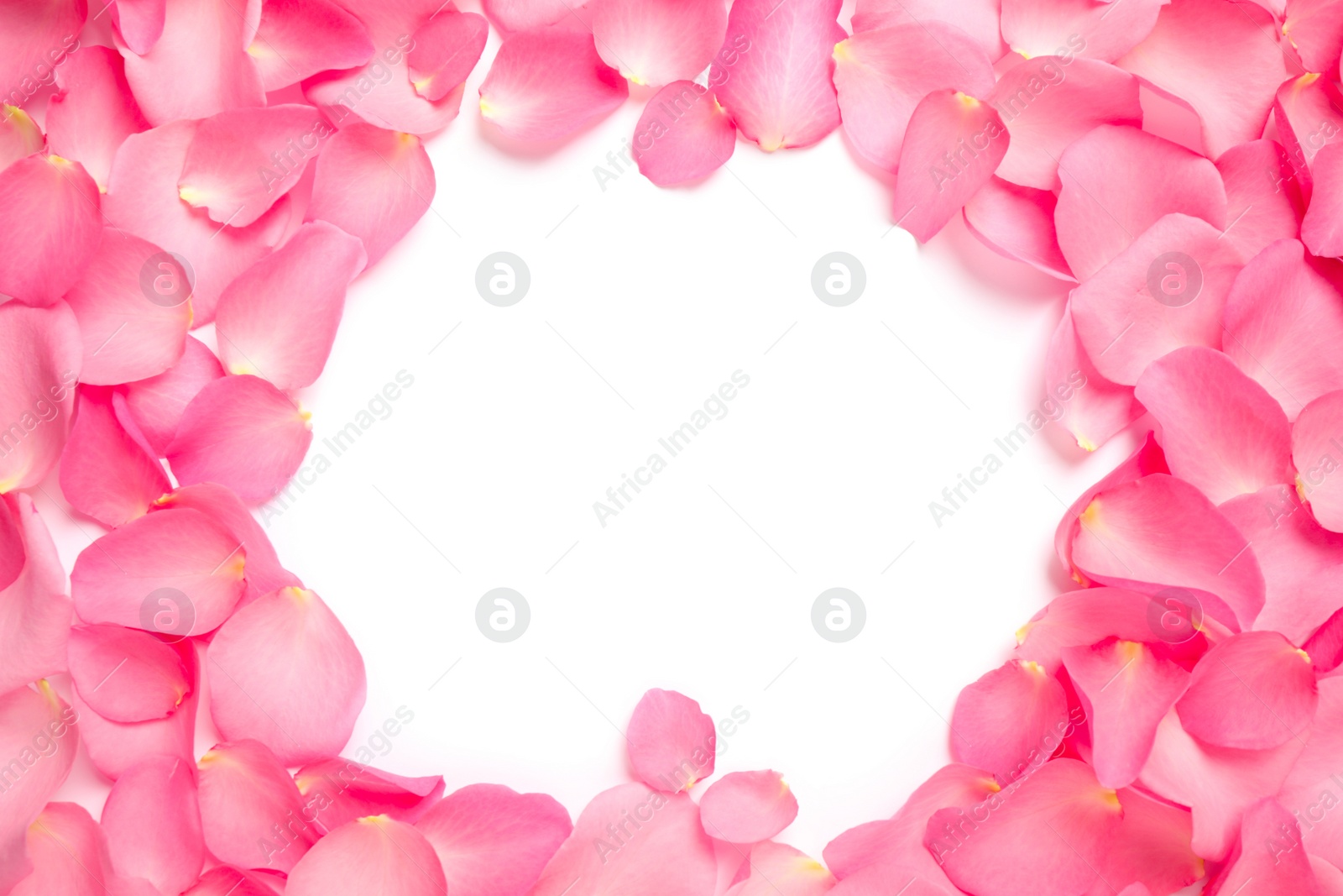 Photo of Frame made of pink rose petals on white background, top view