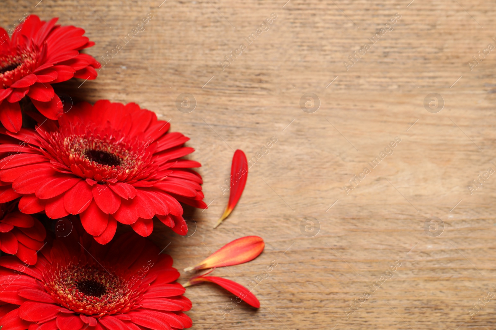 Photo of Beautiful bright gerbera flowers on wooden background, flat lay. Space for text