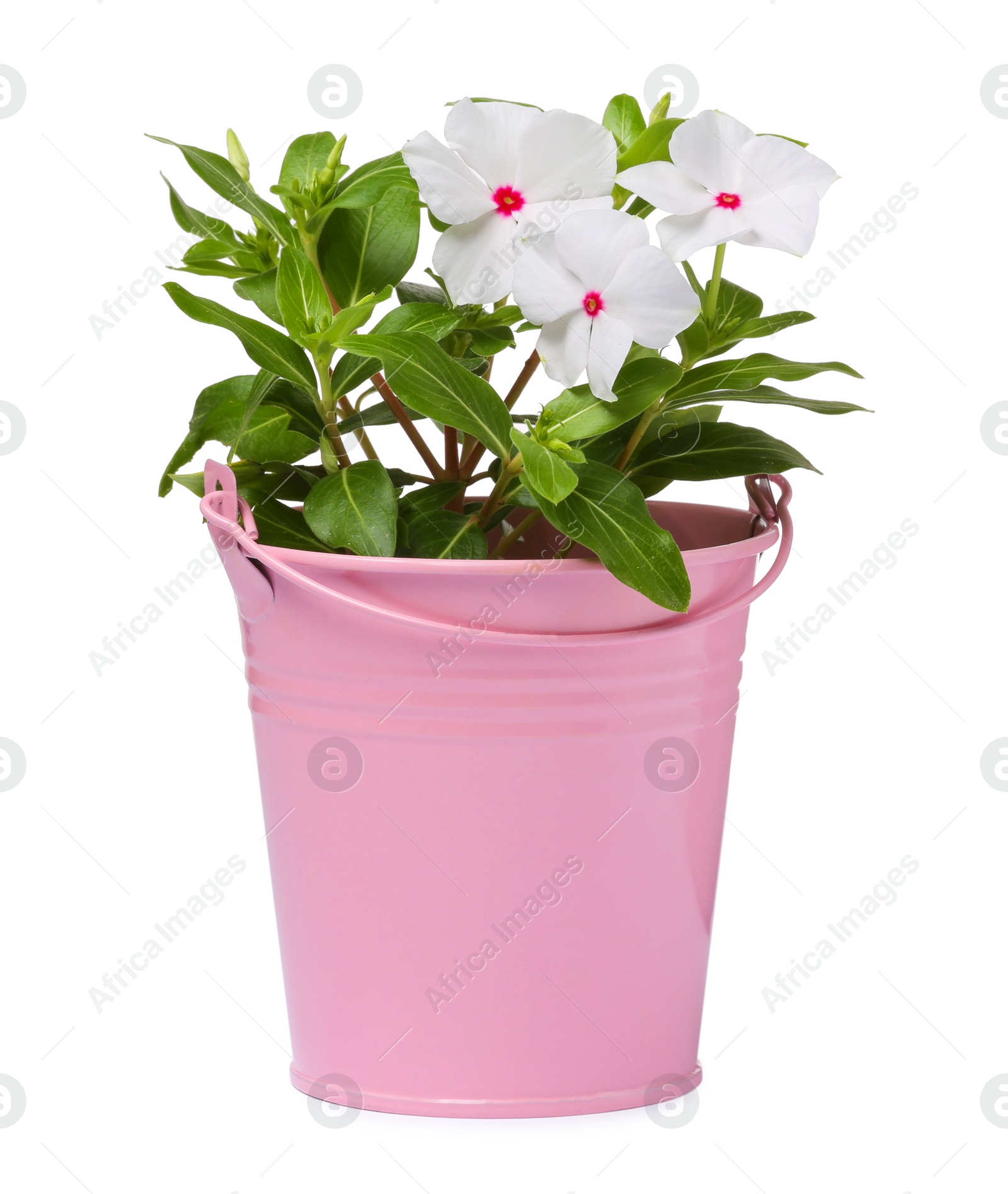 Photo of Beautiful catharanthus flower in pink pot isolated on white