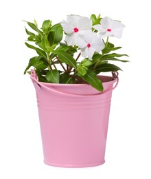 Beautiful catharanthus flower in pink pot isolated on white