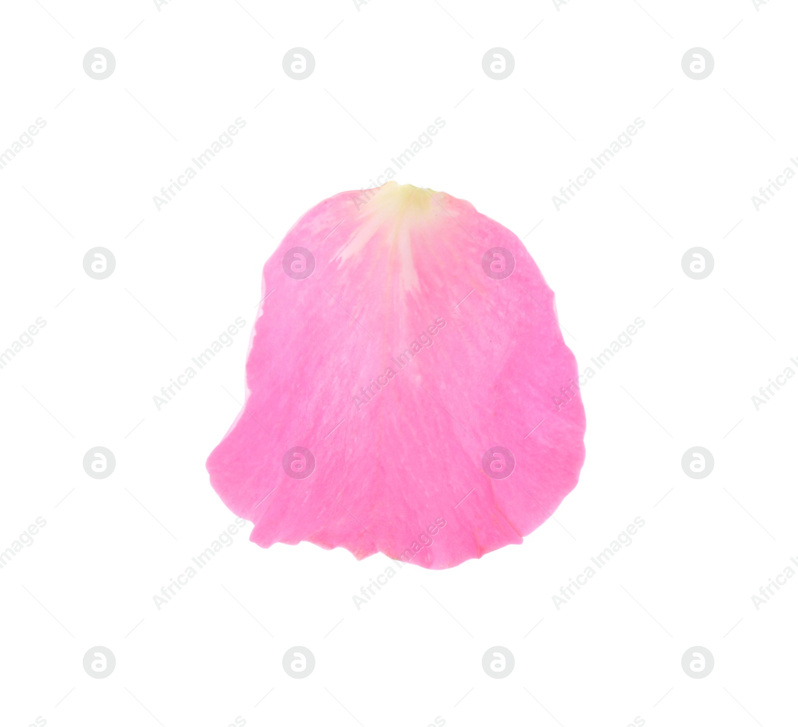 Photo of One pink rose petal isolated on white