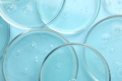 Petri dishes with liquid samples on light blue background, top view