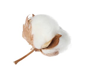 Beautiful fluffy cotton flower isolated on white