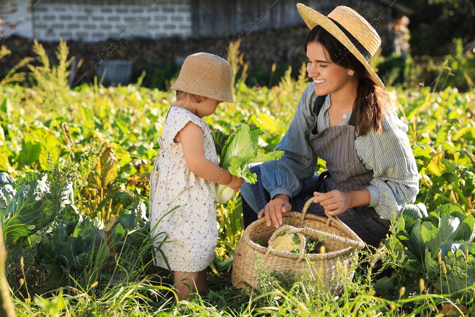 Photo of Mother and daughter harvesting fresh ripe cabbages on farm