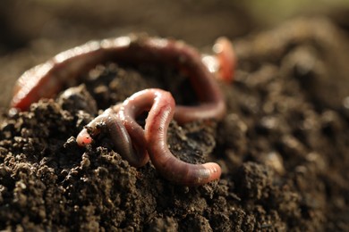 Photo of Worms crawling in wet soil on sunny day, closeup