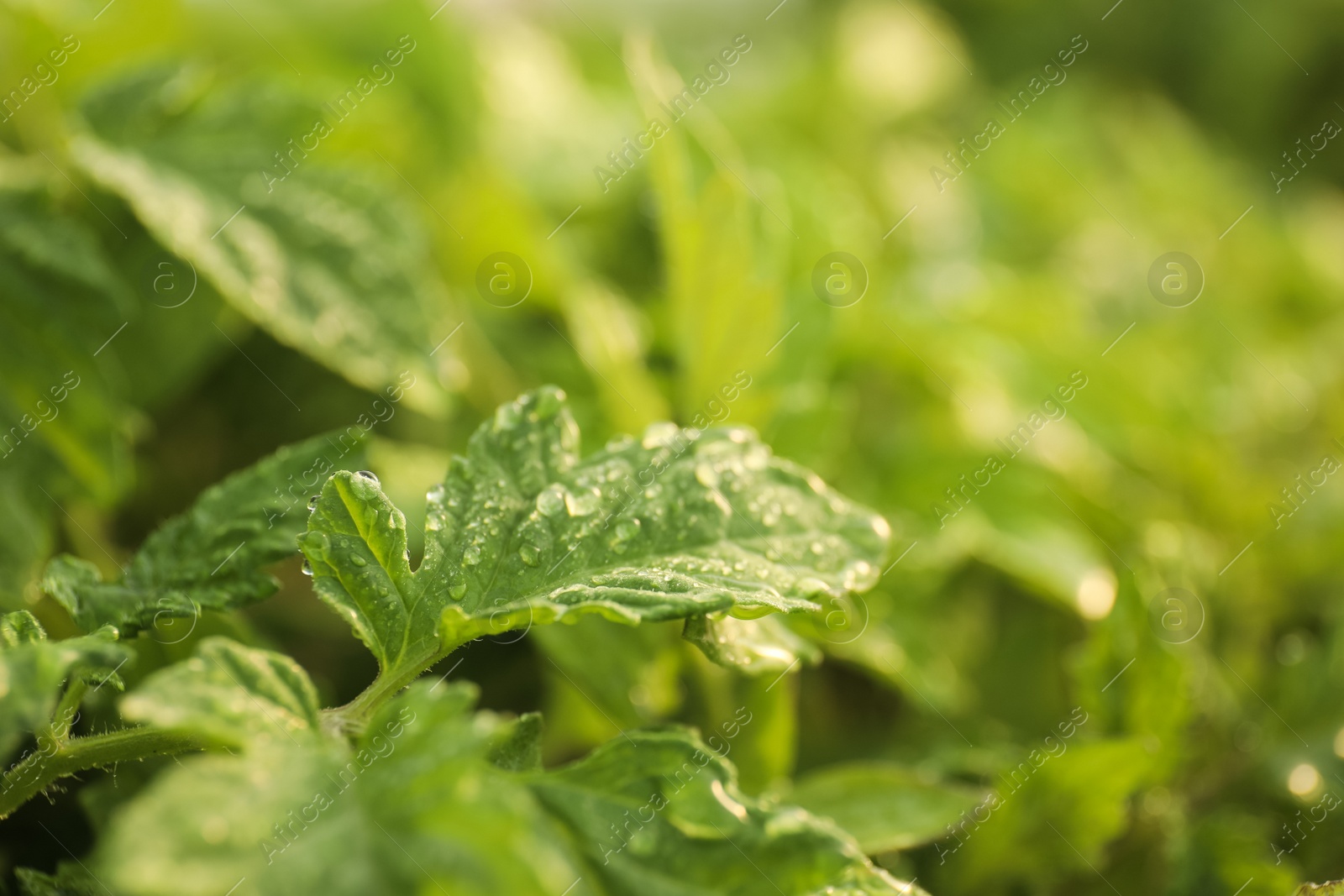 Photo of Closeup view of tomato seedlings with water drops on blurred background