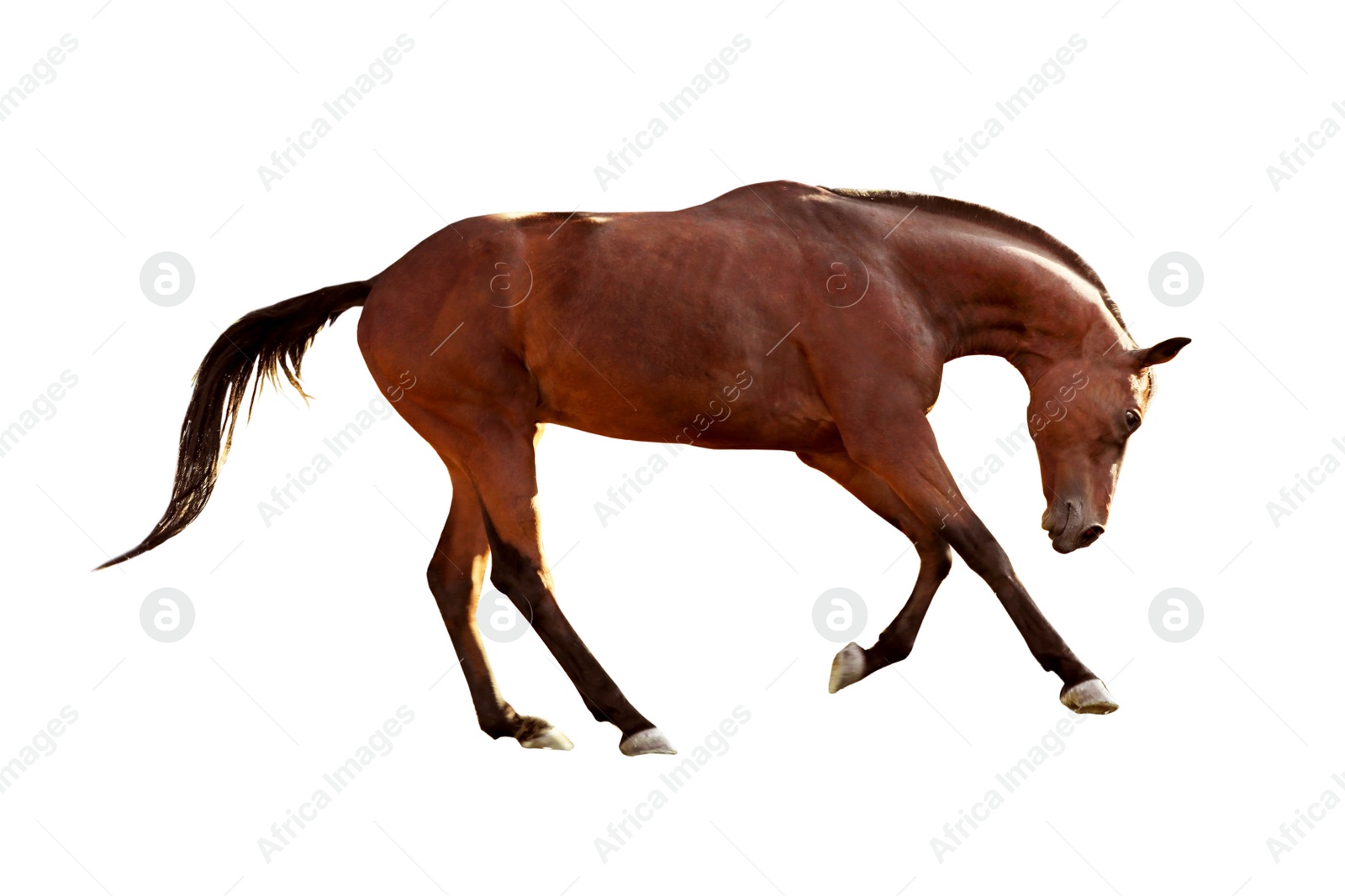 Image of Chestnut horse on white background. Beautiful pet