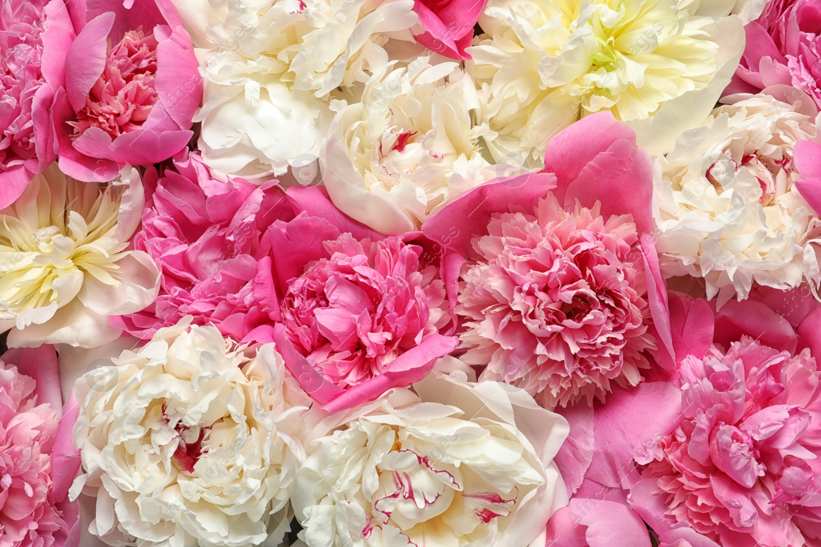 Photo of Beautiful fresh peony flowers as background, top view