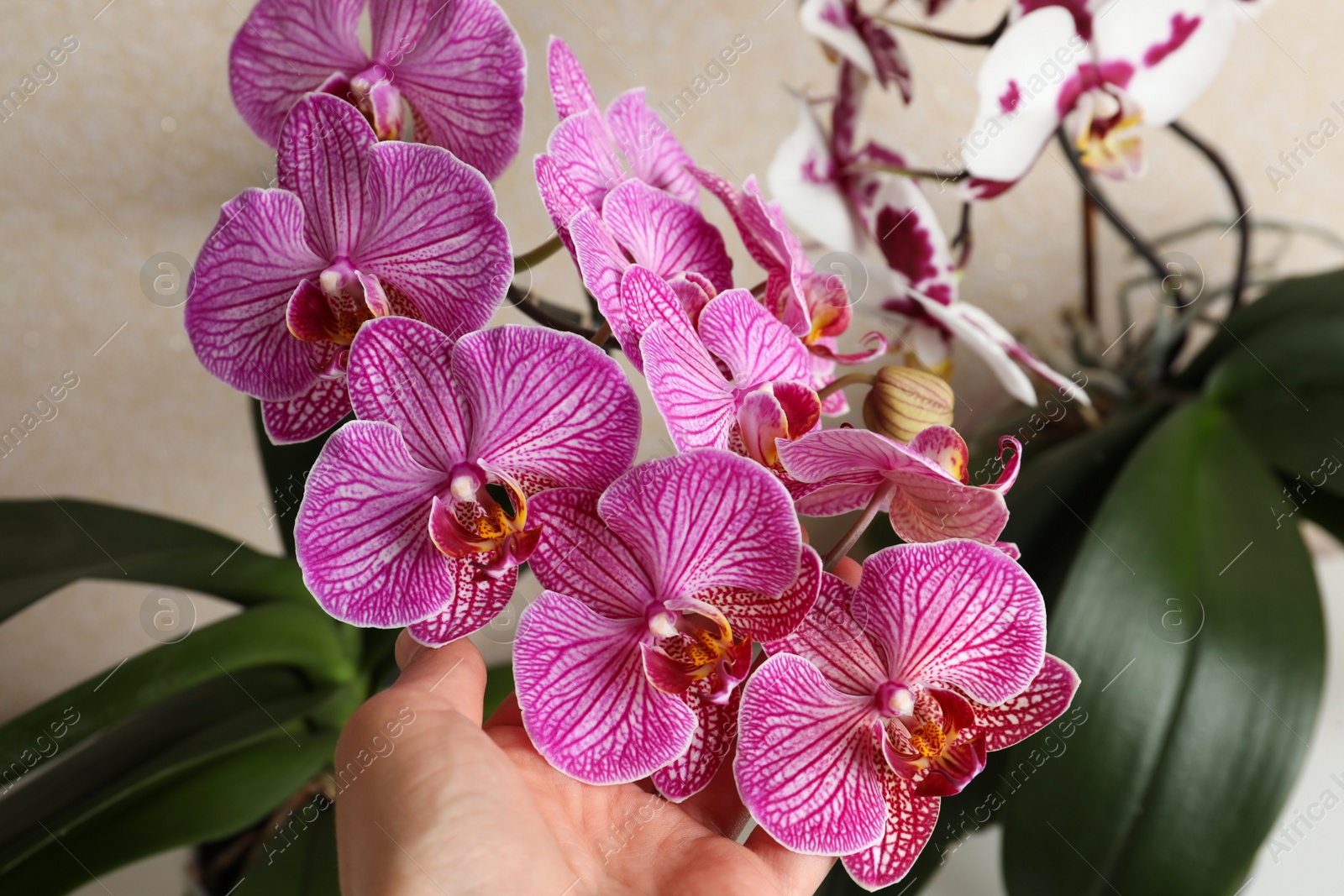 Photo of Woman with beautiful pink orchid flower on beige background, closeup