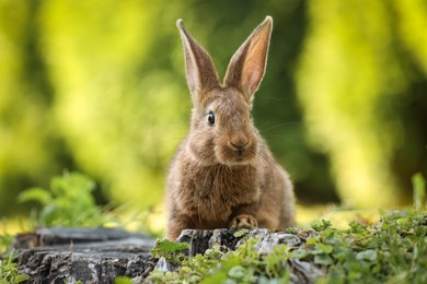 Cute fluffy rabbit on tree stump among green grass outdoors