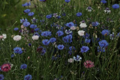 Photo of Beautiful colorful cornflowers growing in meadow on summer day