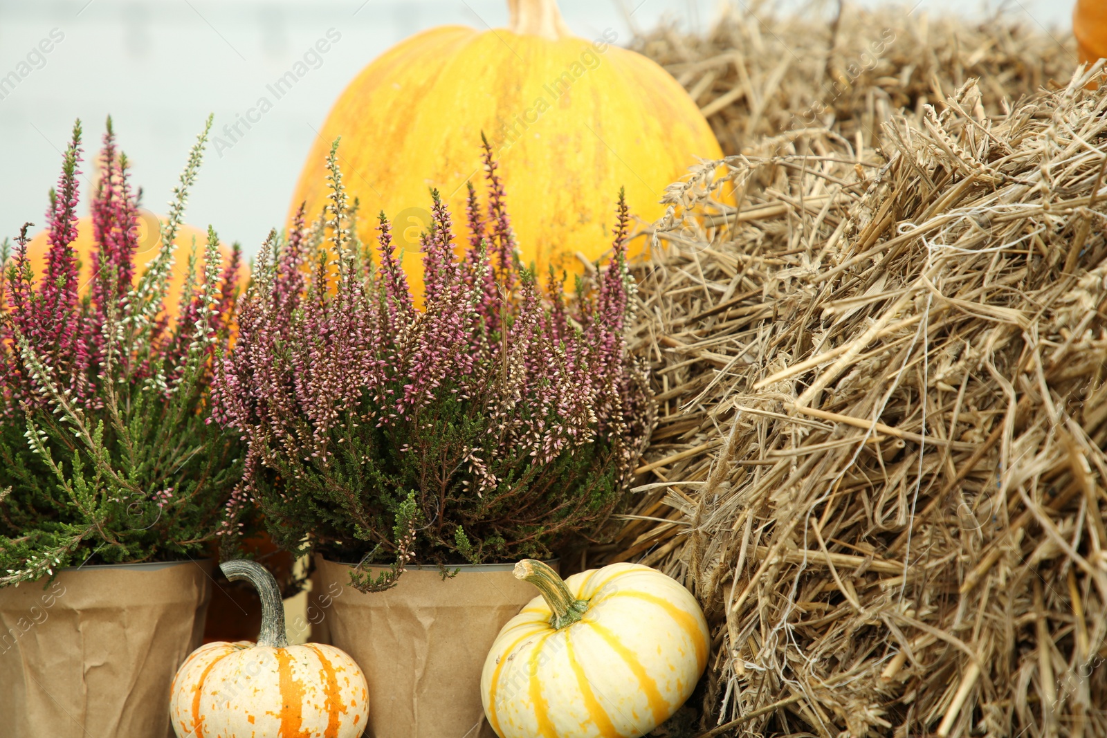 Photo of Beautiful heather flowers in pots, pumpkins and hay outdoors