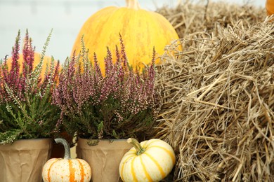 Beautiful heather flowers in pots, pumpkins and hay outdoors