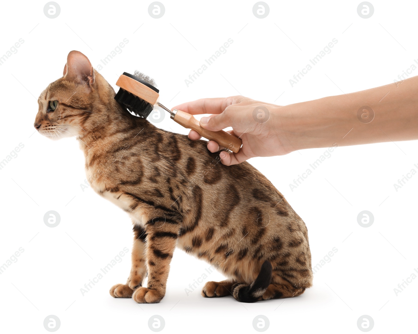 Photo of Woman brushing cute Bengal cat white background, closeup