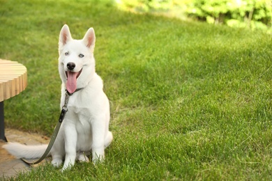 Photo of White siberian husky dog on walk in park. Space for text