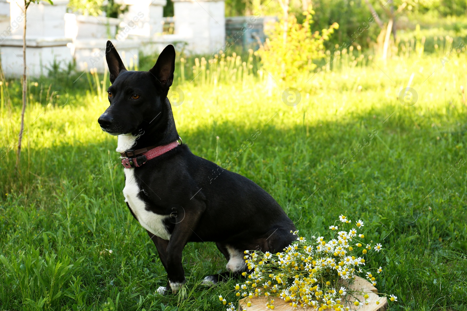 Photo of Cute black dog in green grass near chamomiles outdoors on sunny day