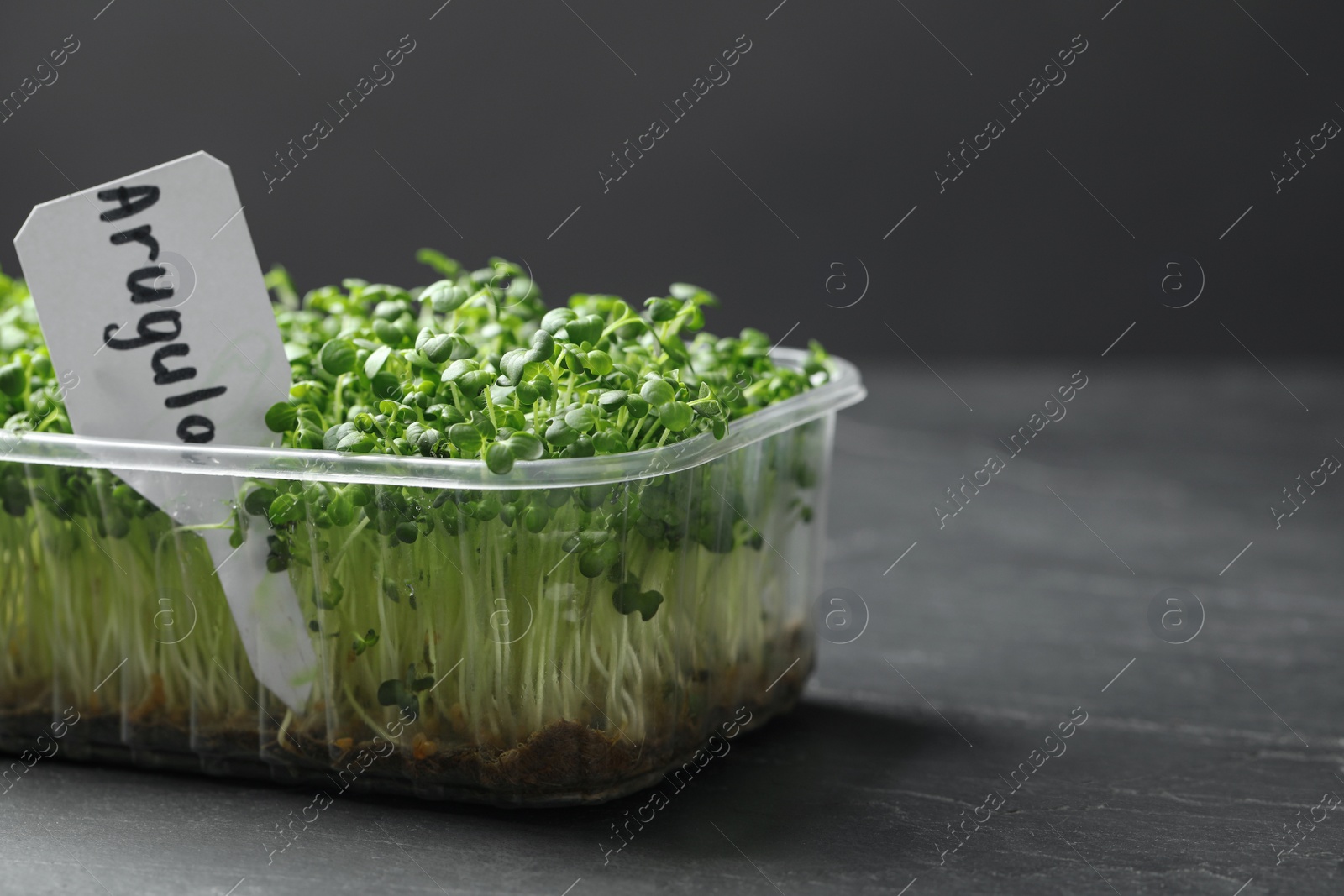 Photo of Sprouted arugula seeds in plastic container on grey table. Space for text