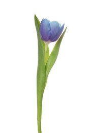 Beautiful blue tulip isolated on white. Bright flower