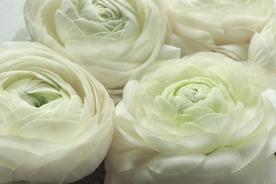 Beautiful ranunculus flowers, closeup