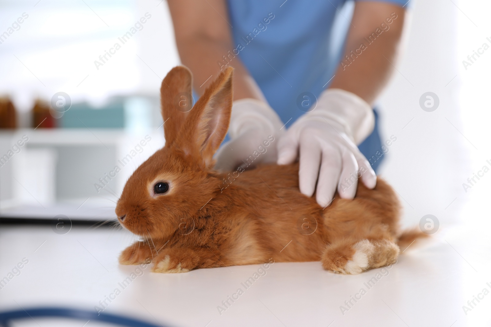 Photo of Professional veterinarian examining bunny in clinic, closeup