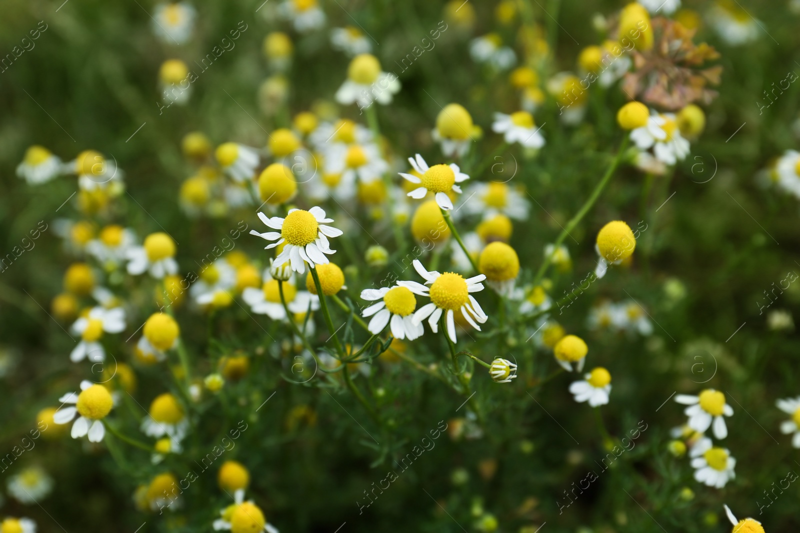 Photo of Many beautiful chamomile flowers growing in field, closeup