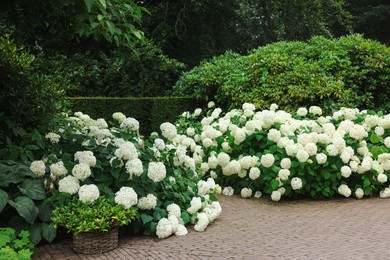 Photo of Beautiful park with blooming hydrangeas and paved pathway. Landscape design