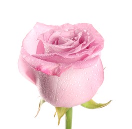 Photo of Beautiful pink rose flower with water drops isolated on white