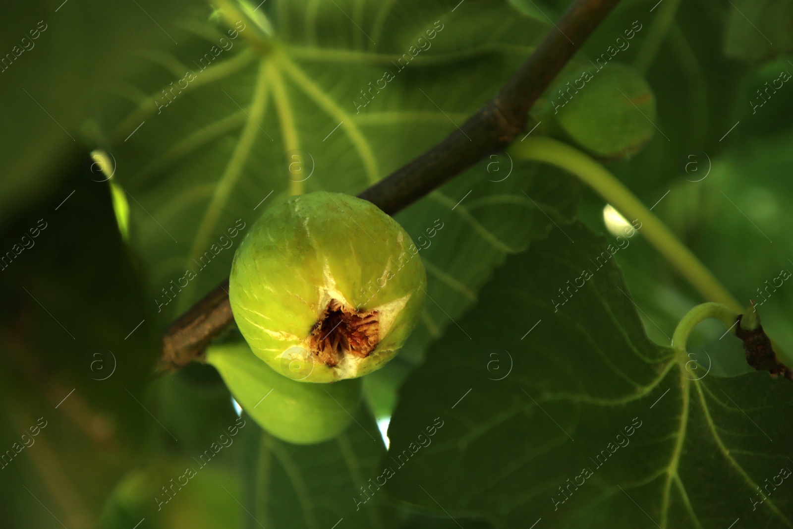 Photo of Unripe figs growing on tree in garden, closeup. Space for text