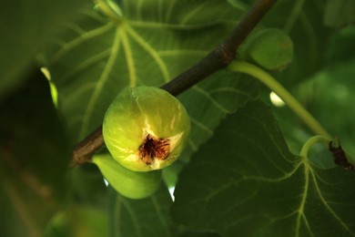 Photo of Unripe figs growing on tree in garden, closeup. Space for text