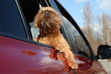 Adorable little dog looking out from car window, low angle view. Exciting travel