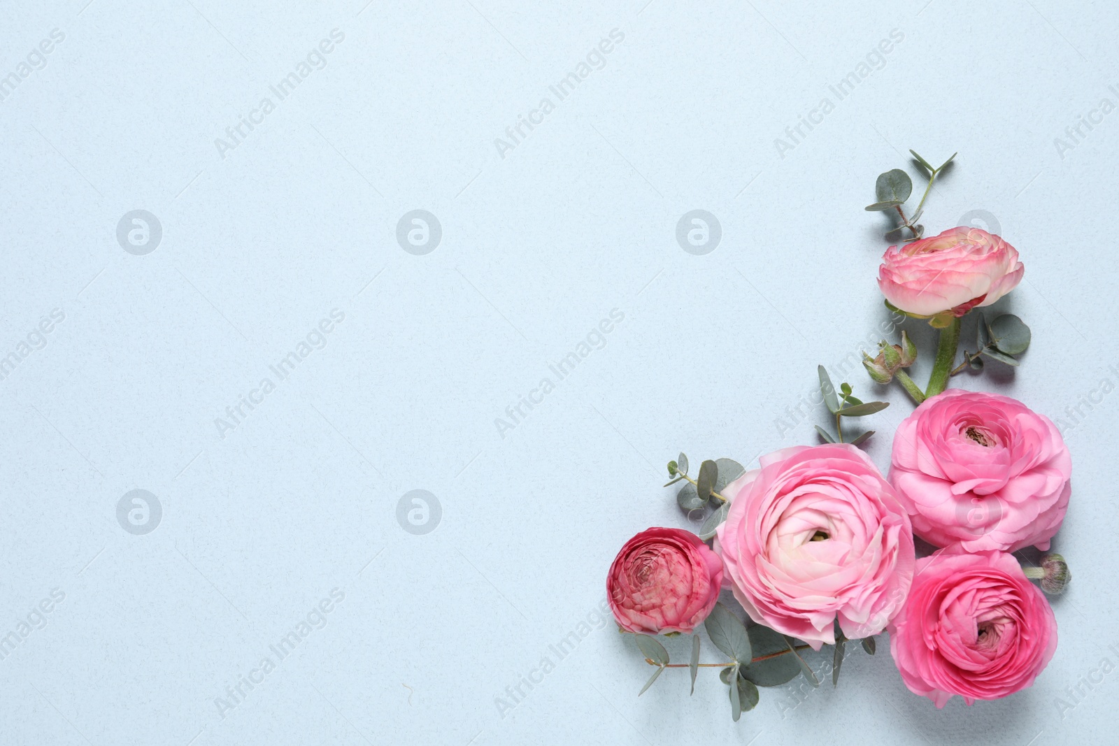 Photo of Beautiful ranunculus flowers on light blue background, flat lay. Space for text