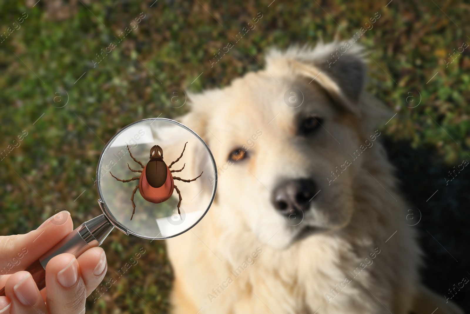 Image of Cute dog outdoors and woman showing tick with magnifying glass, selective focus. Illustration