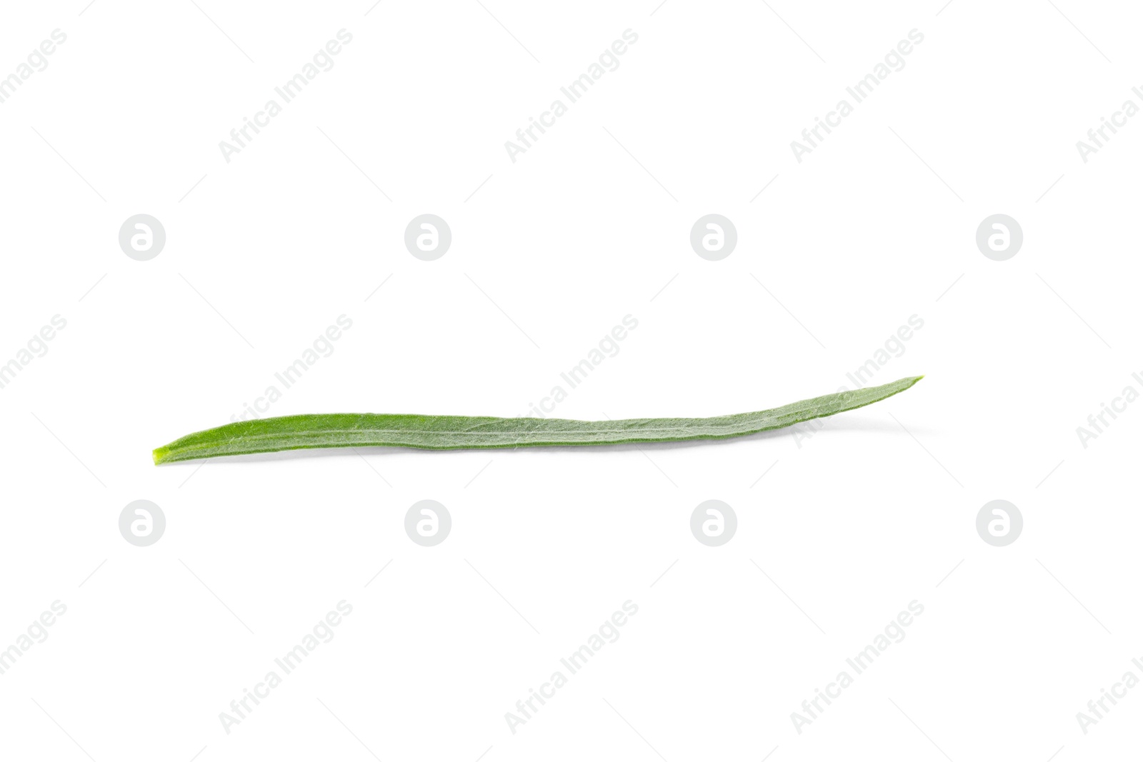 Photo of One leaf of fresh tarragon on white background