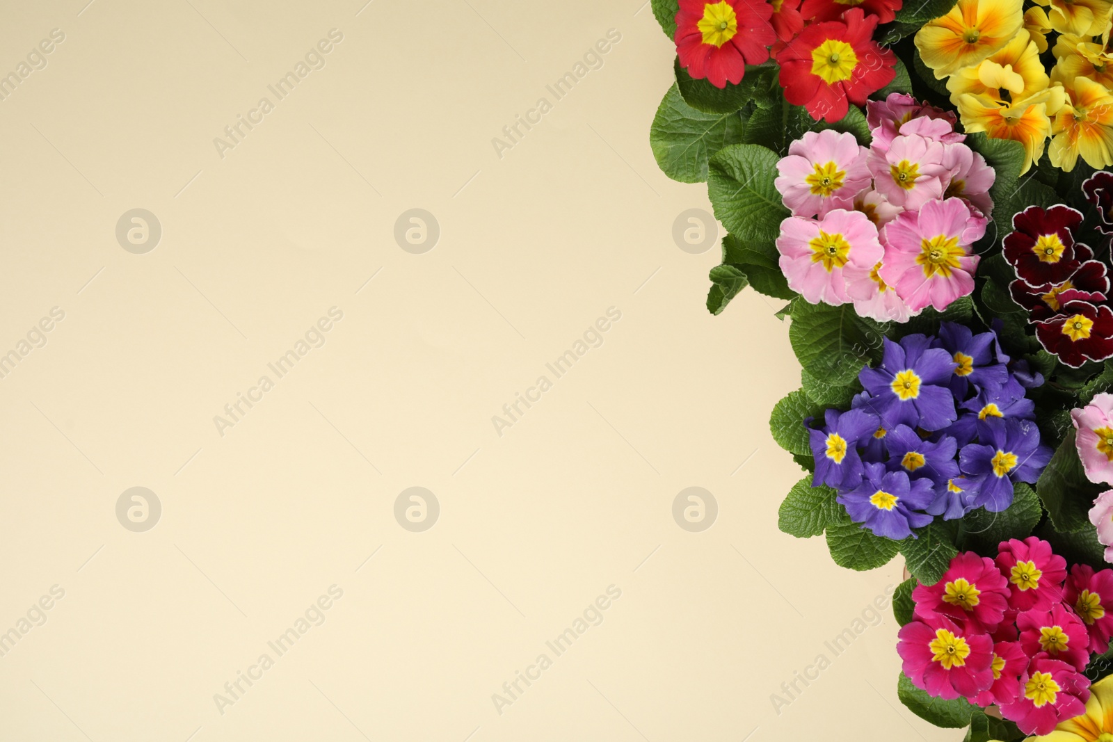 Photo of Primrose Primula Vulgaris flowers on beige background, flat lay with space for text. Spring season