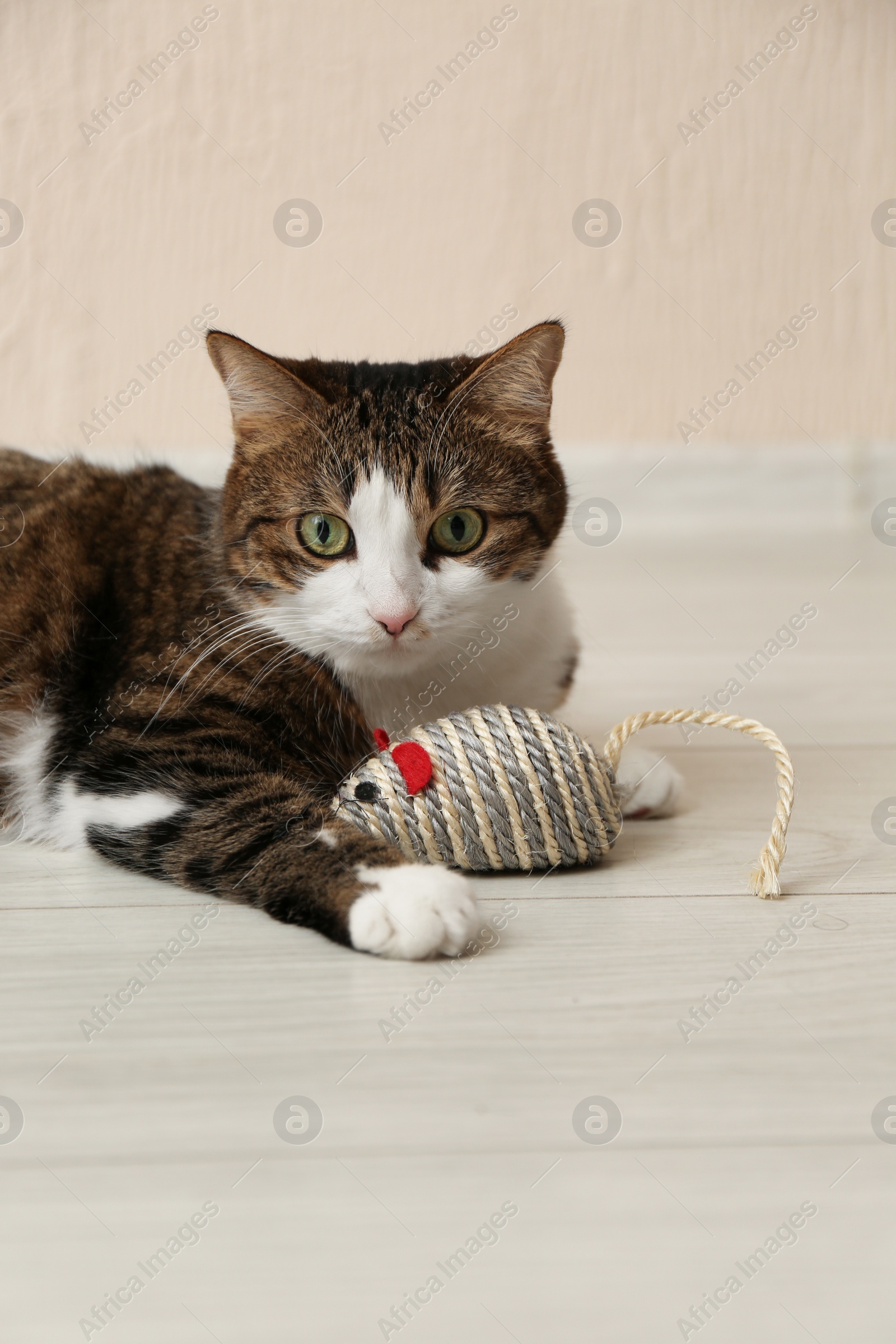 Photo of Cute cat with knitted toy on floor at home. Lovely pet